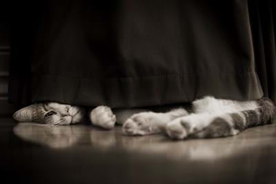 Pet Photography, Cat Peeking out from underneath the curtain