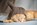 Pet Photography, Ginger Kitten Sleeping With Knitted Baby Bonet  - sly joke at all the current trend in baby photos